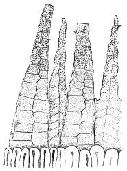 Pohlia elongata, peristome detail. Drawn from J. Child 4809, CHR 429266, and J. Child 1459, CHR 429215.
 Image: R.C. Wagstaff © Landcare Research 2020 CC BY 4.0